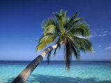 Tropical Beach at Maldives