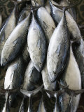 Mutrah Fish Market  Mutrah  Muscat  Oman