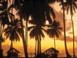 Palm Trees at Sunset  Zanzibar  Tanzania