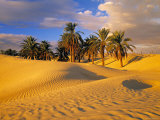 Sand Dunes and Oasis  Desert  Tunisia