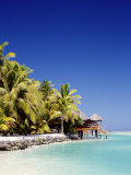 Palm Trees and Tropical Beach  Aitutaki Island  Cook Islands  Polynesia