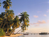 Tropical Beach and Palm Trees  Maldives  Indian Ocean