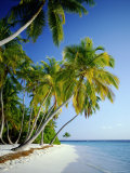 Palm Trees and Tropical Beach  Maldive Islands  Indian Ocean