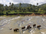 Pinnewala Elephant Orphanage Near Kegalle  Hill Country  Sri Lanka