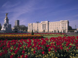 Buckingham Palace  London  England