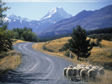 Sheep Nr Mt Cook  New Zealand