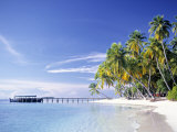 Tropical Beach and Palm Trees  Maldives  Indian Ocean