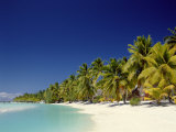 Palm Trees and Tropical Beach  Aitutaki Island  Cook Islands  Polynesia