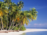 Tropical Beach and Palm Trees  Maldives  Indian Ocean