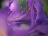 Close-Up of Azalia Flowers