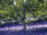 Bluebell and Silver Birch