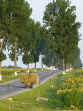 Horse and Cart  Moldavia  Romania