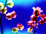 Flower Blossoms