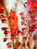 Red Delight  no 1