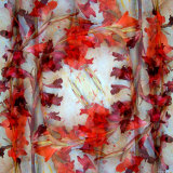 Red Delight  no 2