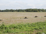 Belgian Paratroopers on Guard in the Fields