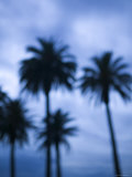Ocean Avenue  Santa Monica  Los Angeles  California  USA