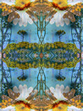Couleur Royale de la Mandala  no 2