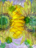 Multiple Suns of Life  no 2