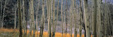 Aspen Trees  Colorado  USA