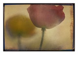 Close up of Flower Stem
