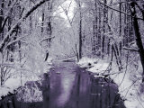 Snow Covered Trees along Creek in Winter Landscape