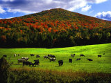 Vermont Cows