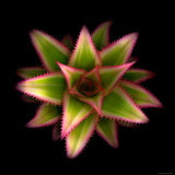Cactus Star