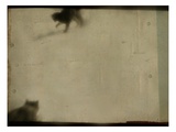 Blurred Cats
