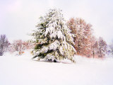Snow Covered Trees in Winter Landscape