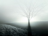 Sunlight Shining behind Lone Tree