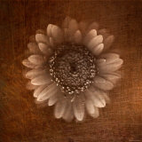 Sepia Gerbera Daisy