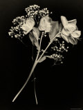 Wilted White Rose and Baby's Breath in Black and White