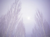Dense Fog Obscuring Trees and Moonlight