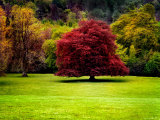 The Red Tree