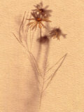 Wilted Flower and Stem Sketch