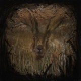 Field Hare