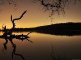 Gnarled Branches Poking out of Calm Lake