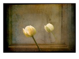 White Tulip against Framed Mirror