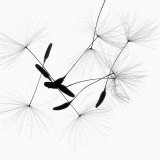 Dandelion Spores on White