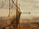 Nets