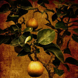 Bonsai Pear