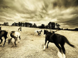 Horses Running and Playing in Barren Field