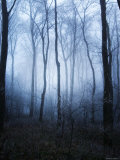 Forest and Brush in Dense Fog