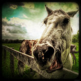 Horse Baring Teeth