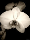 Sepia Orchid
