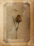Silene Copie