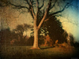 Memories of a Tree