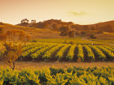 Vineyard  Barossa Valley  South Australia  Australia