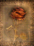 Rose on Fabric